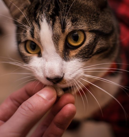 Pet Medicine