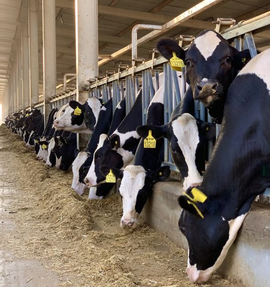 Dairy & Beef Cattle Veterinary Services