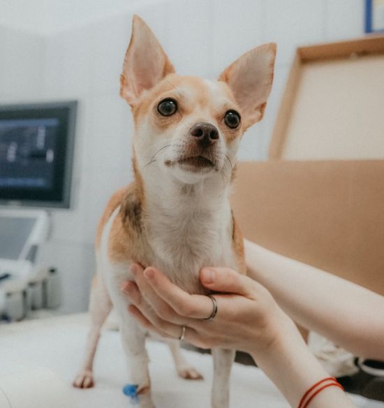 Pet Surgery