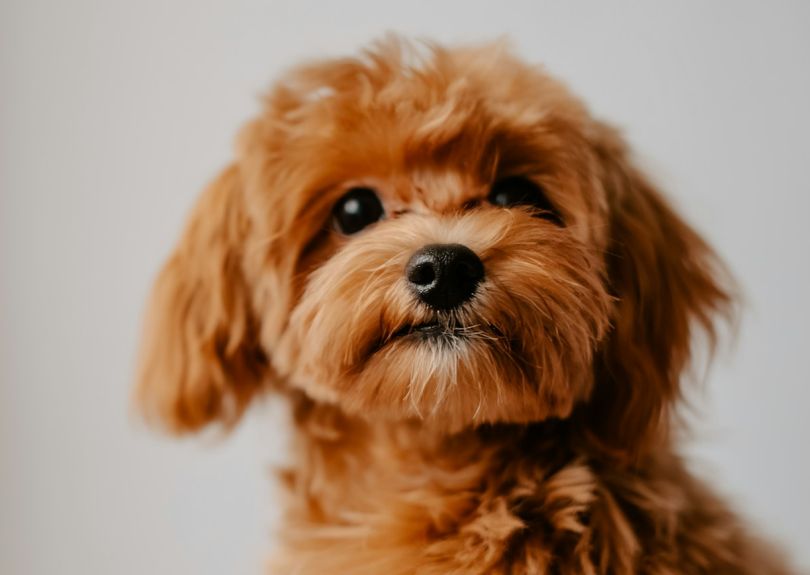 Meet Our Veterinary Team