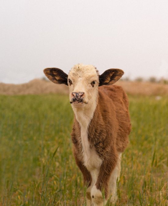 The Importance of Expert Dairy Veterinary Care