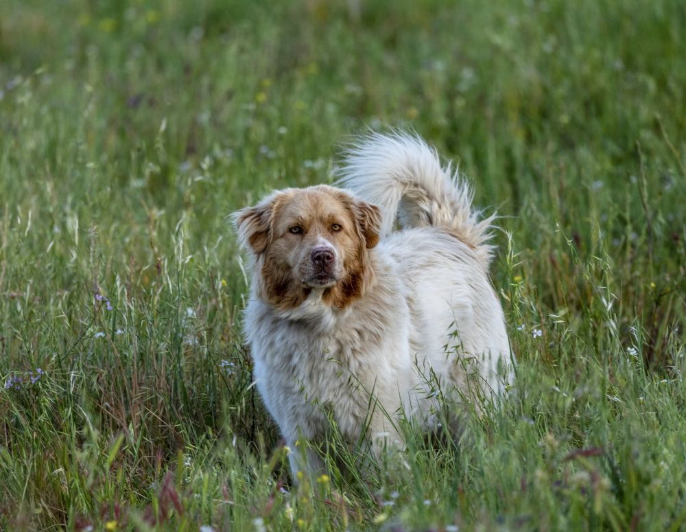 Schedule Your Pet’s Wellness Visit Today