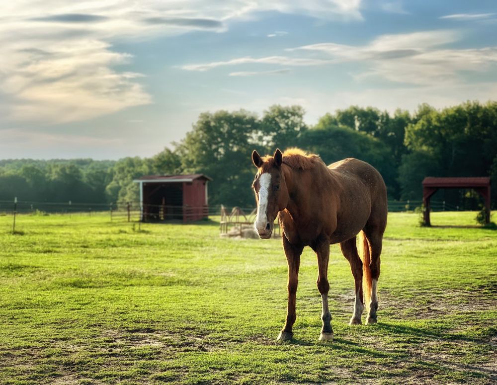 Ready to Partner in Your Horse’s Health