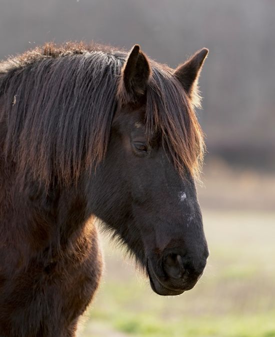 Full-Service Equine Veterinary Care