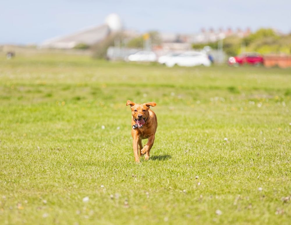 Schedule a Veterinary Surgery Consultation