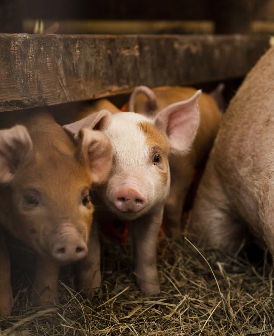 Why Veterinary Care for Pigs Is So Important