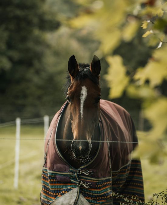 Why Equine Veterinary Care Matters
