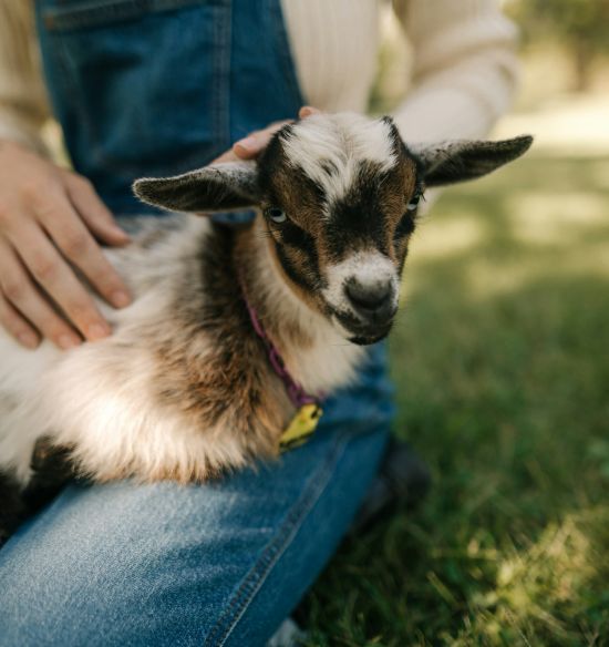 Sheep & Goat Veterinary Services