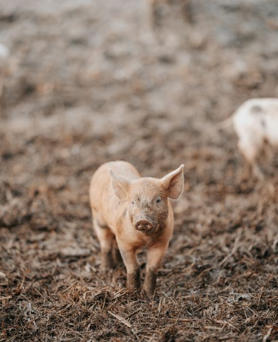 Comprehensive Pig Veterinary Services