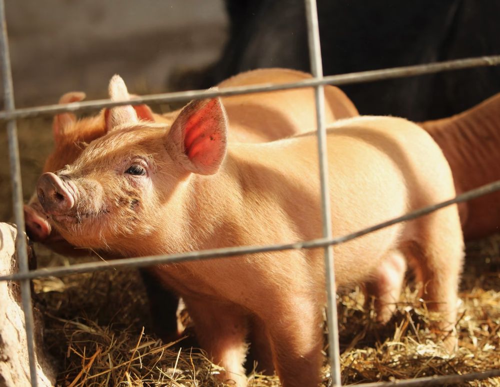 Schedule a Pig Veterinary Appointment Today