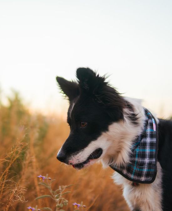Why Pet Wellness Care Matters
