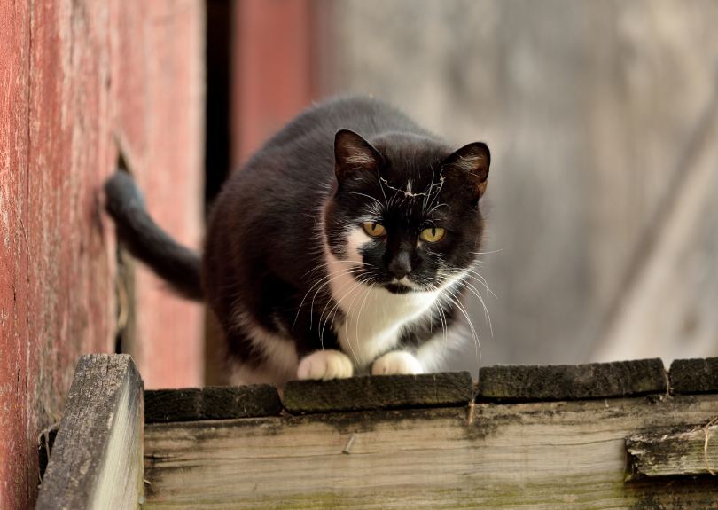 barn cat laying down