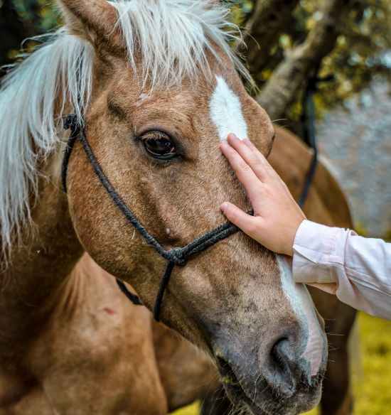 Horse Veterinary Services