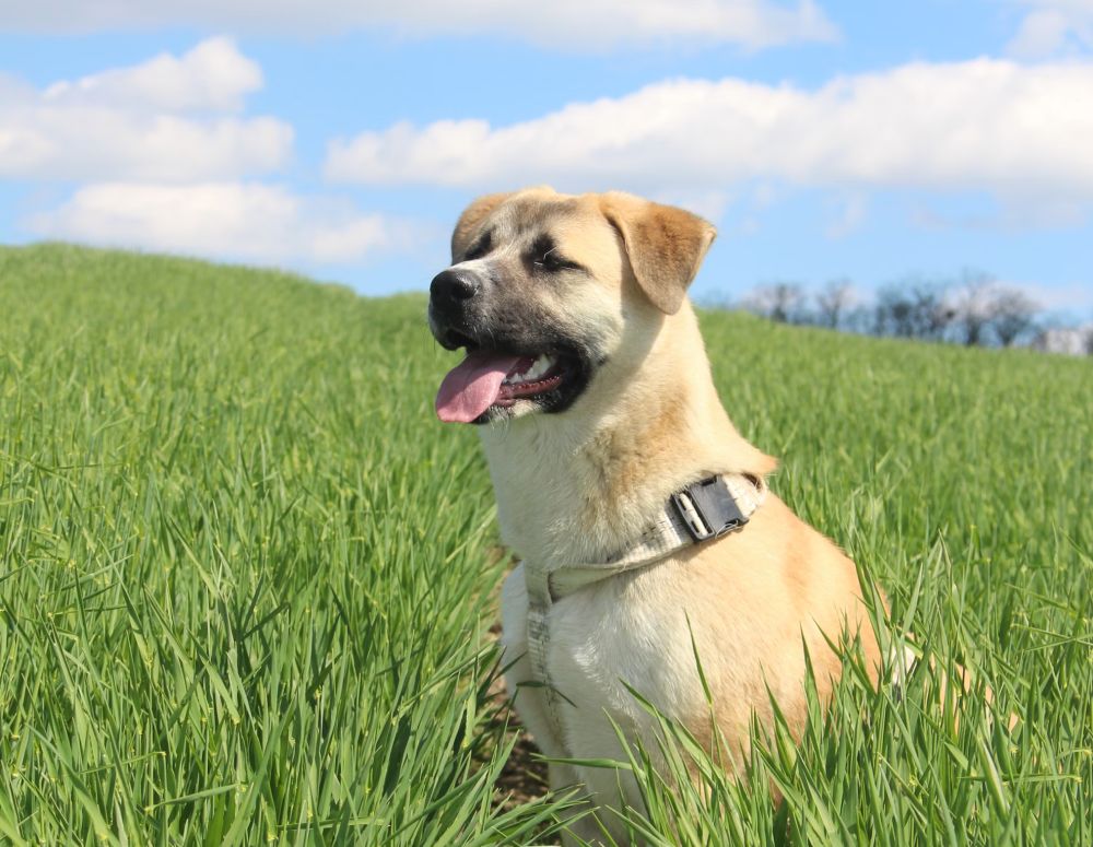 Emergency Vets You Can Trust in Grantsville, MD