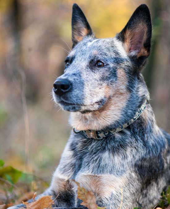 cattle dog laying outside