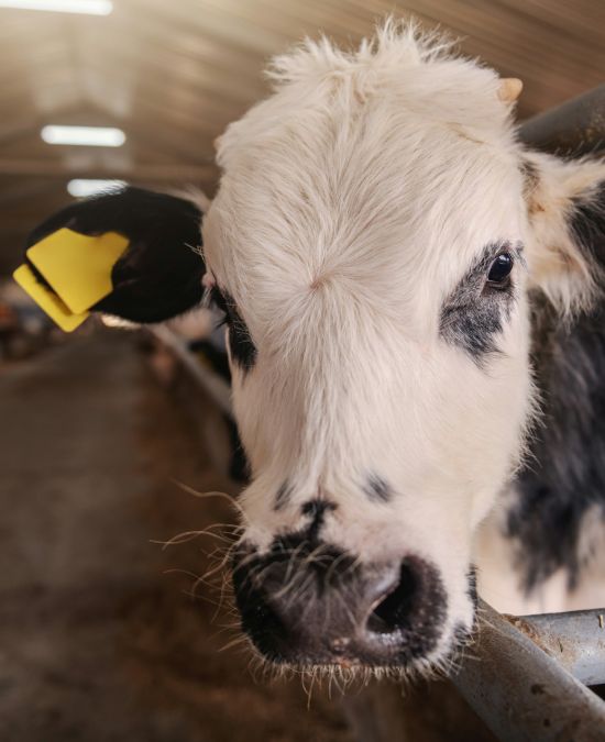 Why Choose Casselman Veterinary Services for Emergency Care?