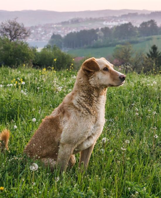 When to Seek Emergency Veterinary Care