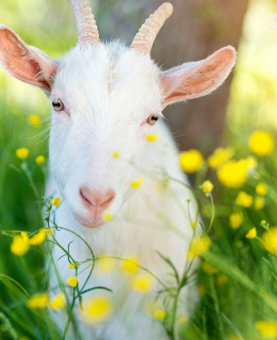 Full-Service Small Ruminant Care
