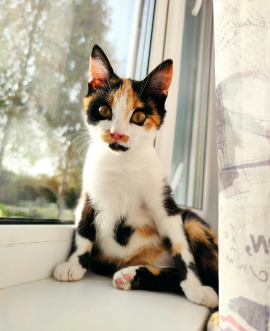 calico cat sitting by a window