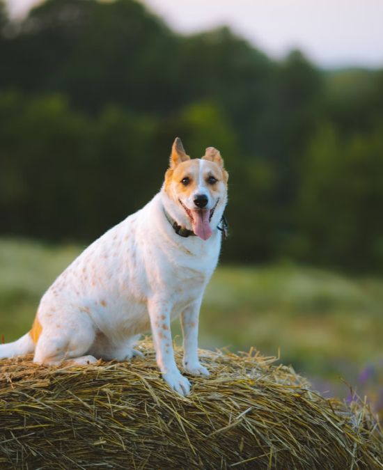 Why Pet Dental Health Matters
