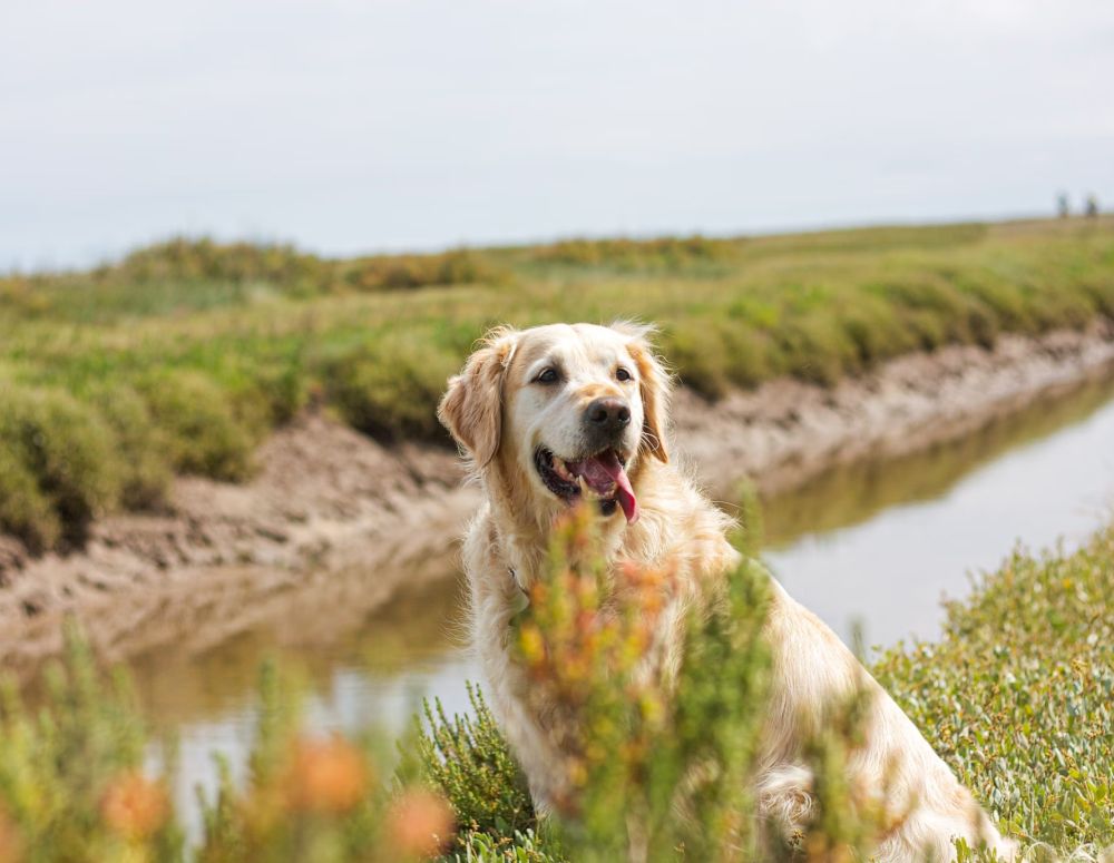 Book Your Pet’s Visit Today