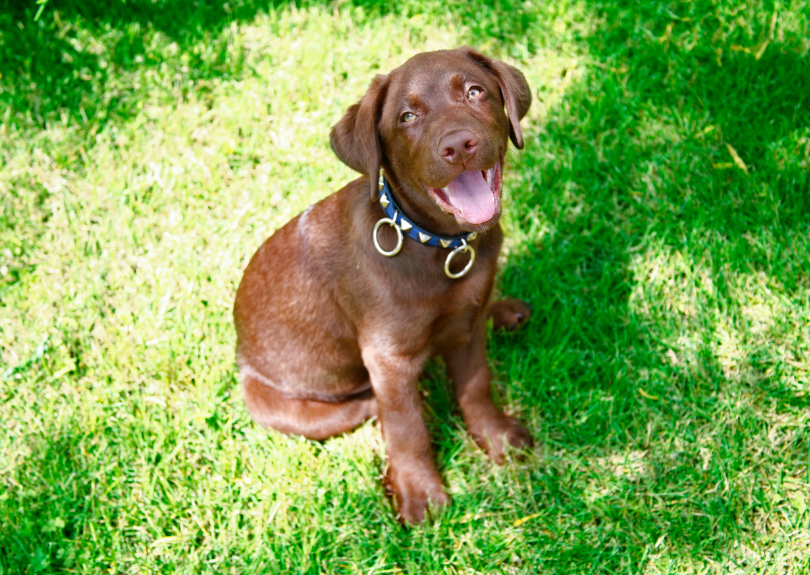 chocolate lab puppy sitting outside
