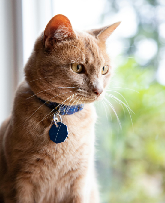 cat looking out a window