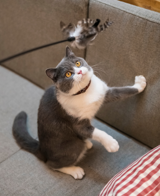 cat playing with a toy