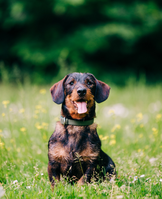 dog sitting in a field