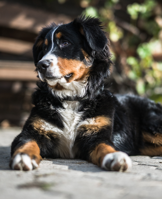 dog laying outside