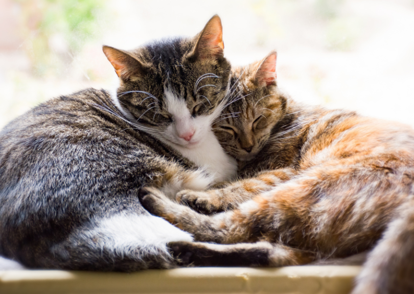 two cats sleeping