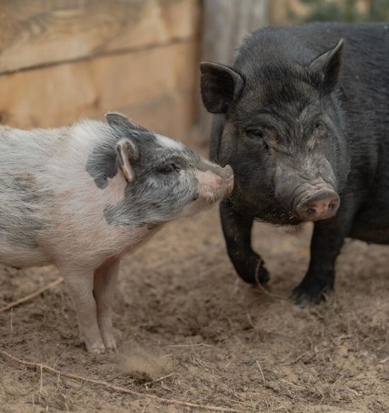Pig Veterinary Services