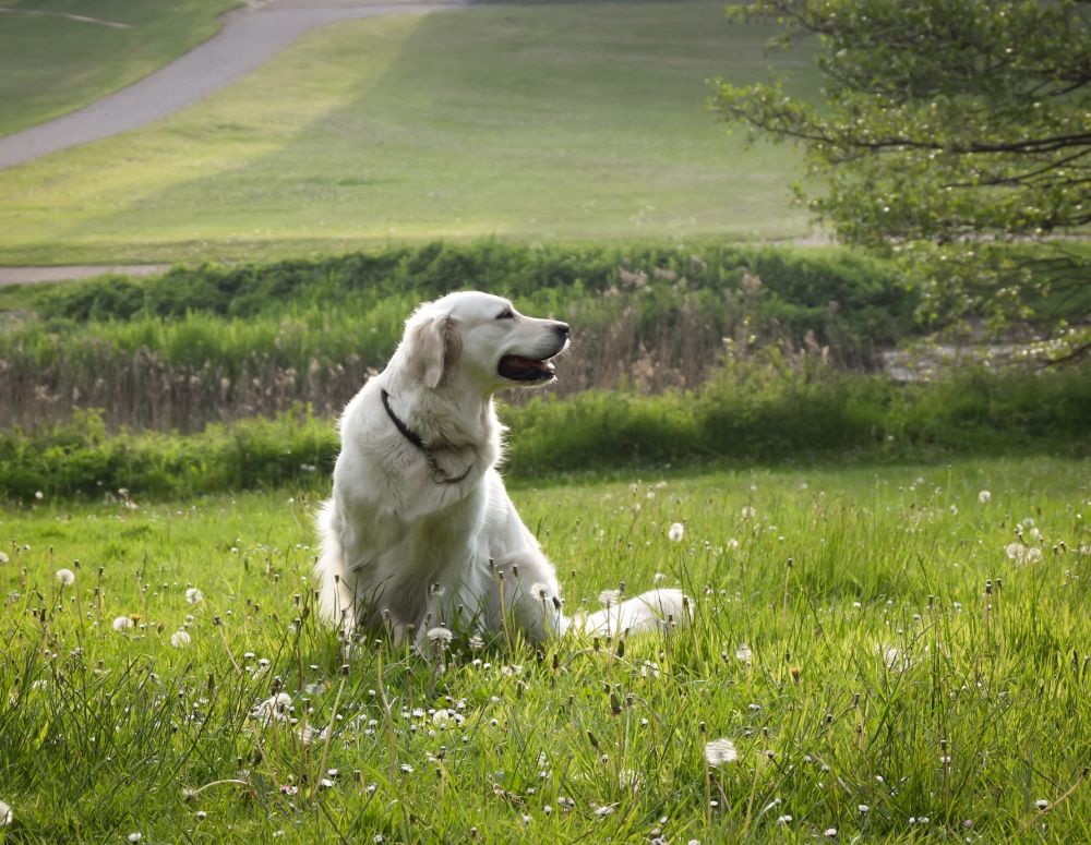 Schedule a Veterinary Surgery Consultation