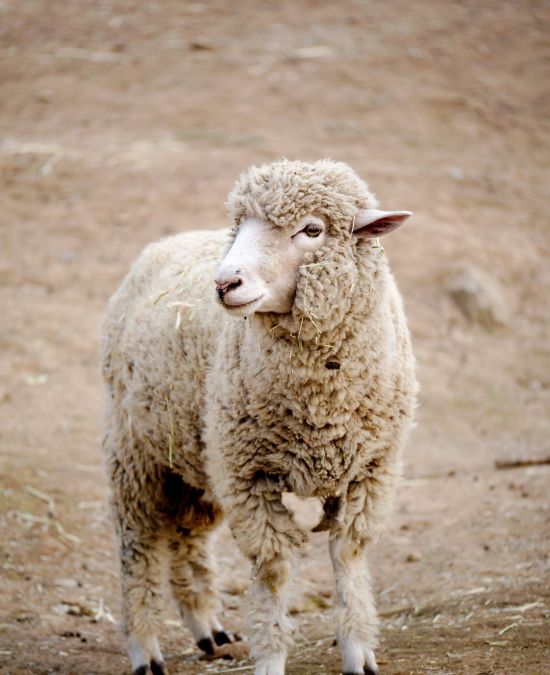 Why Sheep and Goat Veterinary Care Matters